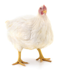 White broiler chicken isolated on white background