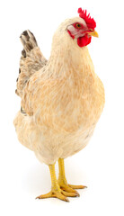 Light colored domestic chicken isolated on white background