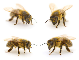 Set of honey bees isolated on white background
