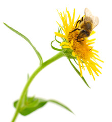 Honey bee on yellow flower isolated on white background
