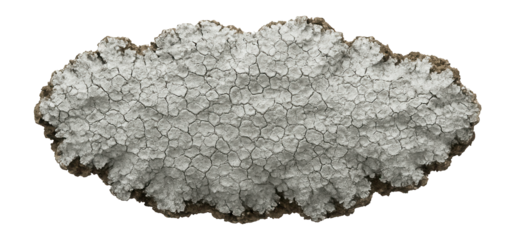 Bark lichen displaying a crusty, cracked surface in shades of gray and white