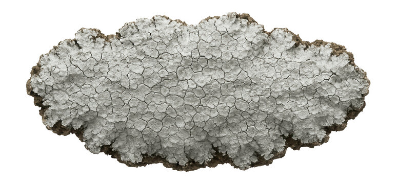 Bark lichen displaying a crusty, cracked surface in shades of gray and white