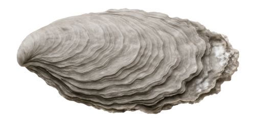 Mangrove oyster shell with irregular, layered structure and grayish-white coloration