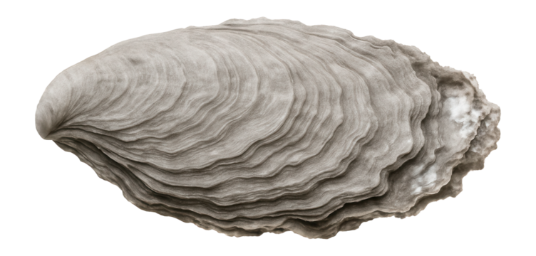 Mangrove oyster shell with irregular, layered structure and grayish-white coloration