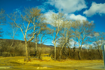 Golden trees and blue sky along the highway somewhere in Georgia