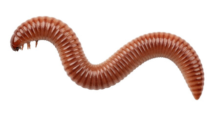 Isolated Millipede