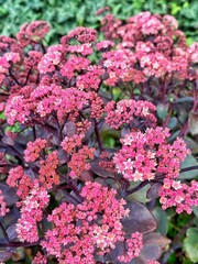 pink flowers in the garden