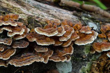 Mycena crocata and Hymenochaete rubiginosa fungi growing on decaying wood in a forest ecosystem...