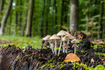 Mushrooms growing on decaying wood in a lush forest, showcasing the beauty of Mycena galericulata and Agaricus species during spring
