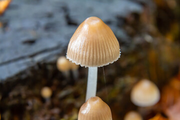 Mushrooms thriving in a forest environment during early autumn showcasing Psathyrella and Mycena galericulata species