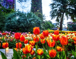Vibrant tulips in a garden setting