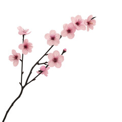 Pink cherry blossoms on transparent or white background