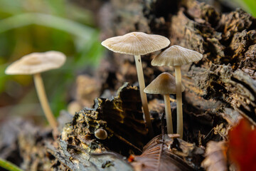 Mushrooms emerge from decaying wood in a forest habitat showcasing Psathyrella and Mycena galericulata life in early autumn