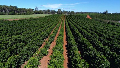 cinematogr&aacute;fico en alta resoluci&oacute;n, grabado desde un dron que sobrevuela una extensa plantaci&oacute;n de caf&eacute;. La c&aacute;mara avanza suavemente en un movimiento a&eacute;reo fluido, mostrando hileras.