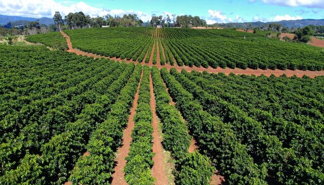 cinematogr&aacute;fico en alta resoluci&oacute;n, grabado desde un dron que sobrevuela una extensa plantaci&oacute;n de caf&eacute;. La c&aacute;mara avanza suavemente en un movimiento a&eacute;reo fluido, mostrando hileras.