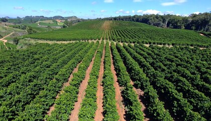 cinematogr&aacute;fico en alta resoluci&oacute;n, grabado desde un dron que sobrevuela una extensa plantaci&oacute;n de caf&eacute;. La c&aacute;mara avanza suavemente en un movimiento a&eacute;reo fluido, mostrando hileras.