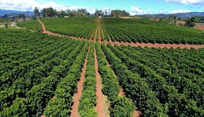 cinematográfico en alta resolución, grabado desde un dron que sobrevuela una extensa plantación de café. La cámara avanza suavemente en un movimiento aéreo fluido, mostrando hileras.