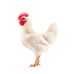 Fototapeta premium Fresh chicken on transparent or white background