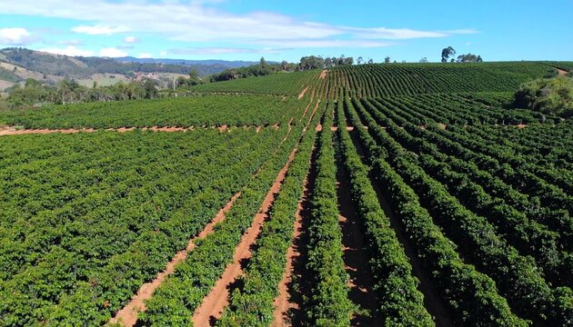 cinematogr&aacute;fico en alta resoluci&oacute;n, grabado desde un dron que sobrevuela una extensa plantaci&oacute;n de caf&eacute;. La c&aacute;mara avanza suavemente en un movimiento a&eacute;reo fluido, mostrando hileras.