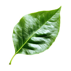 Obraz premium Botanical Study: Single Green Leaf in Nature, Detailed Study for Design Projects