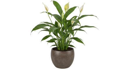 Isolated Peace Lily Plant