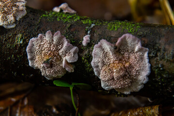 Unique Xylodon fungi found on log in lush forest habitat showcasing intricate textures and natural beauty