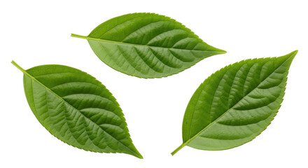 Fototapeta premium Isolated Green Leaves