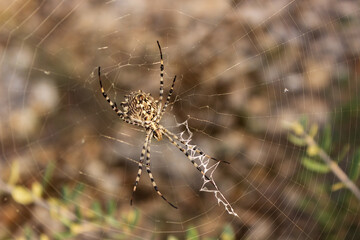 Lobed Garden Orb Weaver (Argiope lobata) in late summer at Freginals in Montsia, Catalonia, Spain