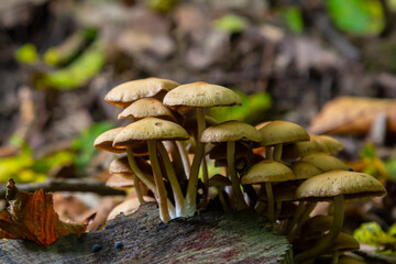 The Conifer Tuft specialises on coniferous dead wood. The stipes are often bent and they grow in tight clumps. The parasol flattens as they grow