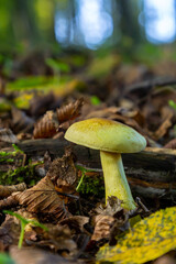 Mushroom in a forest setting surrounded by autumn leaves showcasing Amanita phalloides and Tricholoma sulphureum under gentle sunlight