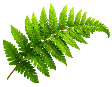 Fern Frond in Curved Arch with Vibrant Green Texture, Isolated on Transparent Background PNG