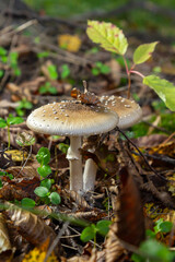 The Amanita pantherina, or the Panther Cap, a beautiful and iconic mushroom. A muted relative of the Amanita muscaria or fly agaric, its cap features a bold pattern
