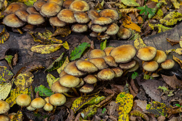 Sulphur tuft, Hypholoma fasciculare, or clustered woodlover on a dead tree