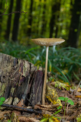 Oudemansiella radicata mushroom growing near a decaying log in a lush forest during autumn