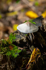 Mushroom growing on decaying wood surrounded by moss in a forest during autumn