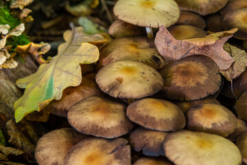 Sulphur tuft, Hypholoma fasciculare, or clustered woodlover on a dead tree