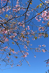 Cherry blossoms on tree, Petropolis, Rio de Janeiro, Brazil