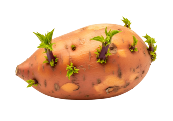 A sweet potato sprouts vibrant green shoots from its skin, showcasing the beginnings of new life against a stark black background.