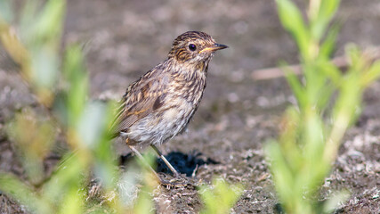 sparrow on a grass