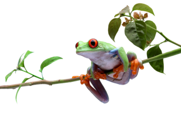 Red-eyed tree frog closeup on branch, red-eyed tree frog (Agalychnis callidryas) closeup on isolated background