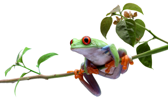 Red-eyed tree frog closeup on branch, red-eyed tree frog (Agalychnis callidryas) closeup on isolated background