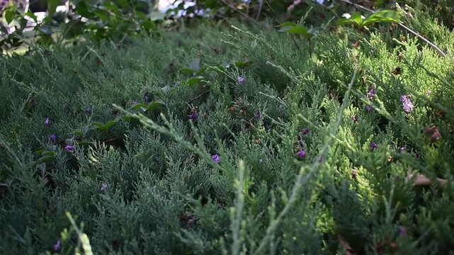 4K Footage of juniper bushes in Side, Turkiye
