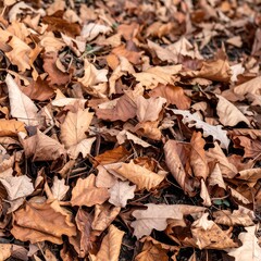 A close-up view of a thick layer of fallen autumn leaves, showcasing a variety of shades of brown and tan.
