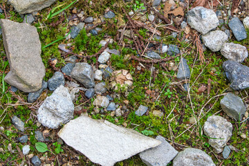 Earthstar fungus on mossy ground with rocks