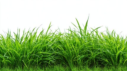 Obraz premium Tall, vibrant green grass covers the ground in a lively field, reaching towards the bright sky during the day. The scene conveys a sense of tranquility and nature's beauty.