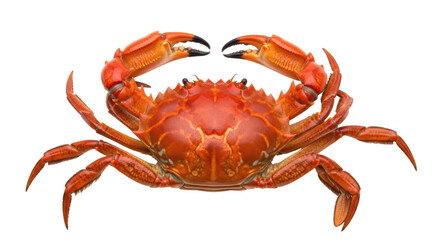 Isolated Cooked Crab