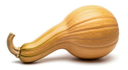 The Unusual Curved Neck of a Ripe Butternut Squash Against a Clean White Background