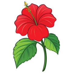 Hibiscus Flower and Tropical Floral Graphic