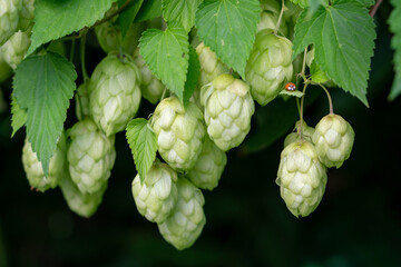 Bunch of fresh hop cones hanging on a branch with a ladybug sitting on a leaf.