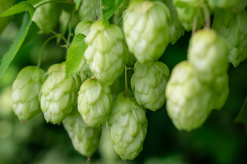 Bunch of fresh hop cones hanging on a branch. Rich harvest of hop.
